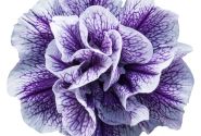 Petunia atkinsiana Tumbelina Priscilla Pro (XXL)