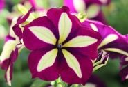 Petunia atkinsiana Crazytunia Knight Rider