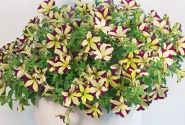 Petunia atkinsiana Crazytunia Knight Rider