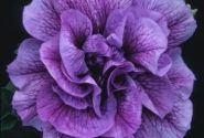 Petunia atkinsiana Tumbelina Priscilla (XXL)