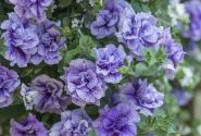 Petunia atkinsiana Tumbelina Priscilla (XXL)