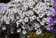 Petunia atkinsiana Surfinia Blue Vein