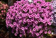 Petunia atkinsiana Surfinia Pink Vein
