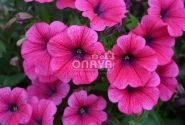 Petunia atkinsiana Prettytoonia Hot Pink Patio (12cm)