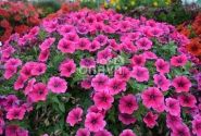Petunia atkinsiana Prettytoonia Hot Pink Patio (12cm)