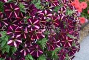 Petunia atkinsiana Prettytoonia Black Cherry Stripes (12cm)