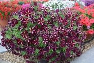 Petunia atkinsiana Prettytoonia Black Cherry Stripes (12cm)