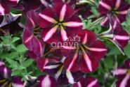 Petunia atkinsiana Prettytoonia Black Cherry Stripes (12cm)