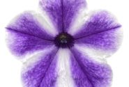 Petunia atkinsiana Surfinia Lagoon Blue Star