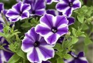 Petunia atkinsiana Surfinia Lagoon Blue Star