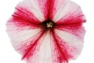 Petunia atkinsiana Prettytoonia Strawberry Cream (12 cm)