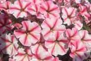 Petunia atkinsiana Prettytoonia Strawberry Cream (12 cm)