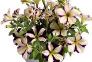 Petunia atkinsiana Prettytoonia Cassis Star