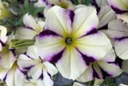 Petunia atkinsiana Prettytoonia Cassis Star