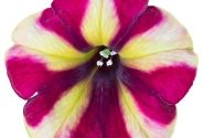 Petunia atkinsiana Prettytoonia Red Cream