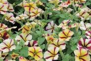 Petunia atkinsiana Prettytoonia Red Cream