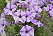 Petunia atkinsiana Prettytoonia Blue Jet (XXL)