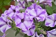 Petunia atkinsiana Prettytoonia Blue Jet (XXL)