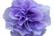 Petunia atkinsiana Tumbelina Maria (XXL)