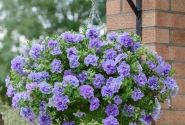 Petunia atkinsiana Tumbelina Maria (XXL)
