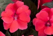 Impatiens Neu-Guinea Sunpatiens Compact Deep Rose