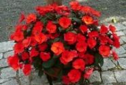 Impatiens Neu-Guinea Sunpatiens Compact Hot Coral