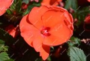 Impatiens Neu-Guinea Sunpatiens Compact Hot Coral