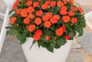 Impatiens Neu-Guinea Sunpatiens Compact Electric Orange
