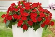 Impatiens Neu-Guinea Sunpatiens Compact Red