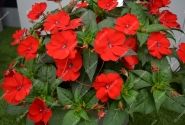 Impatiens Neu-Guinea Sunpatiens Compact Red