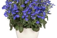 Lobelia erinus Africo Dark Blue (XXL)