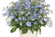 Lobelia erinus Africo Sky Blue (XXL)