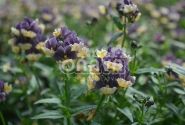 Nemesia hybrida Escential Blueberry Custard