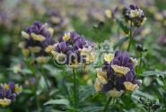 Nemesia hybrida Escential Blueberry Custard