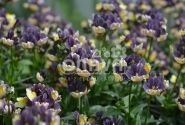 Nemesia hybrida Escential Blueberry Custard