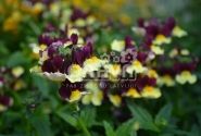 Nemesia hybrida Escential Raspberry Lemonade