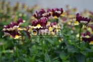 Nemesia hybrida Escential Raspberry Lemonade