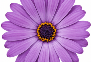 Osteospermum ecklonis Soleo Blue