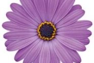 Osteospermum ecklonis Soleo Blue