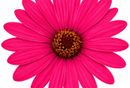 Osteospermum ecklonis Soleo Hot Pink
