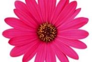 Osteospermum ecklonis Soleo Hot Pink