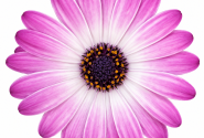Osteospermum ecklonis Soleo Rose Bicolor