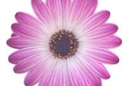 Osteospermum ecklonis Soleo Rose Bicolor