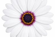 Osteospermum ecklonis Soleo White 25