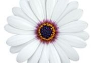 Osteospermum ecklonis Soleo White 25