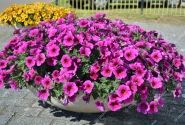 Petunia calibrachoa BeautiCal Purple Dawn