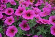 Petunia calibrachoa BeautiCal Purple Dawn