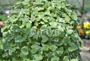 Glechoma hederacea Variegata
