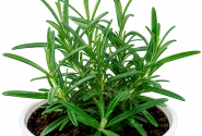 Rosmarinus officinalis Perigord (XXL)