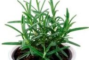 Rosmarinus officinalis Perigord (XXL)